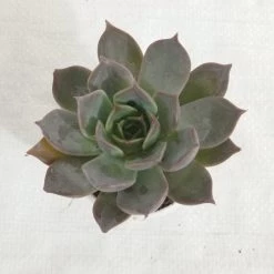 CGASPL Echeveria Succulent Plant