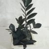 CGASPL Zamioculcas Black Plant 1 CGASPL Zamioculcas Black Plant
