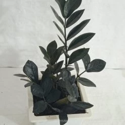 CGASPL Zamioculcas Black Plant