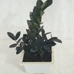 CGASPL Zamioculcas Black Plant