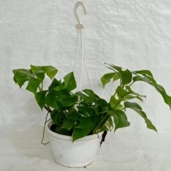 CGASPL Others Monstera Deliciosa Minima Hanging Plant