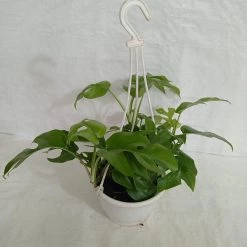 CGASPL Others Monstera Deliciosa Minima Hanging Plant