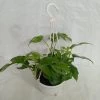 CGASPL Others Monstera Deliciosa Minima Hanging Plant
