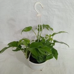 CGASPL Others Monstera Deliciosa Minima Hanging Plant