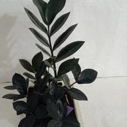 CGASPL Zamioculcas Black Plant