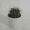 CGASPL Cactus & Others Non-Grafted Cactus Small