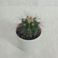 CGASPL Cactus & Others Non-Grafted Cactus Small