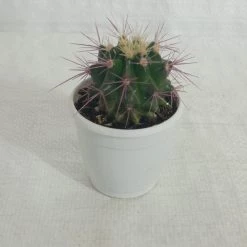 CGASPL Cactus & Others Non-Grafted Cactus Small