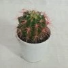 CGASPL Non-Grafted Pink-Red Cactus Plants