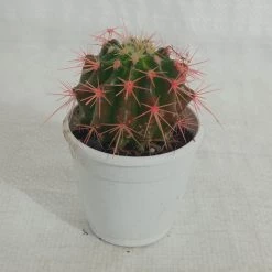 CGASPL Non-Grafted Pink-Red Cactus Plants