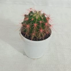 CGASPL Non-Grafted Pink-Red Cactus Plants