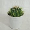 CGASPL Plants Non-Grafted Yellow Cactus