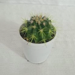 CGASPL Plants Non-Grafted Yellow Cactus 9 CGASPL Plants Non-Grafted Yellow Cactus