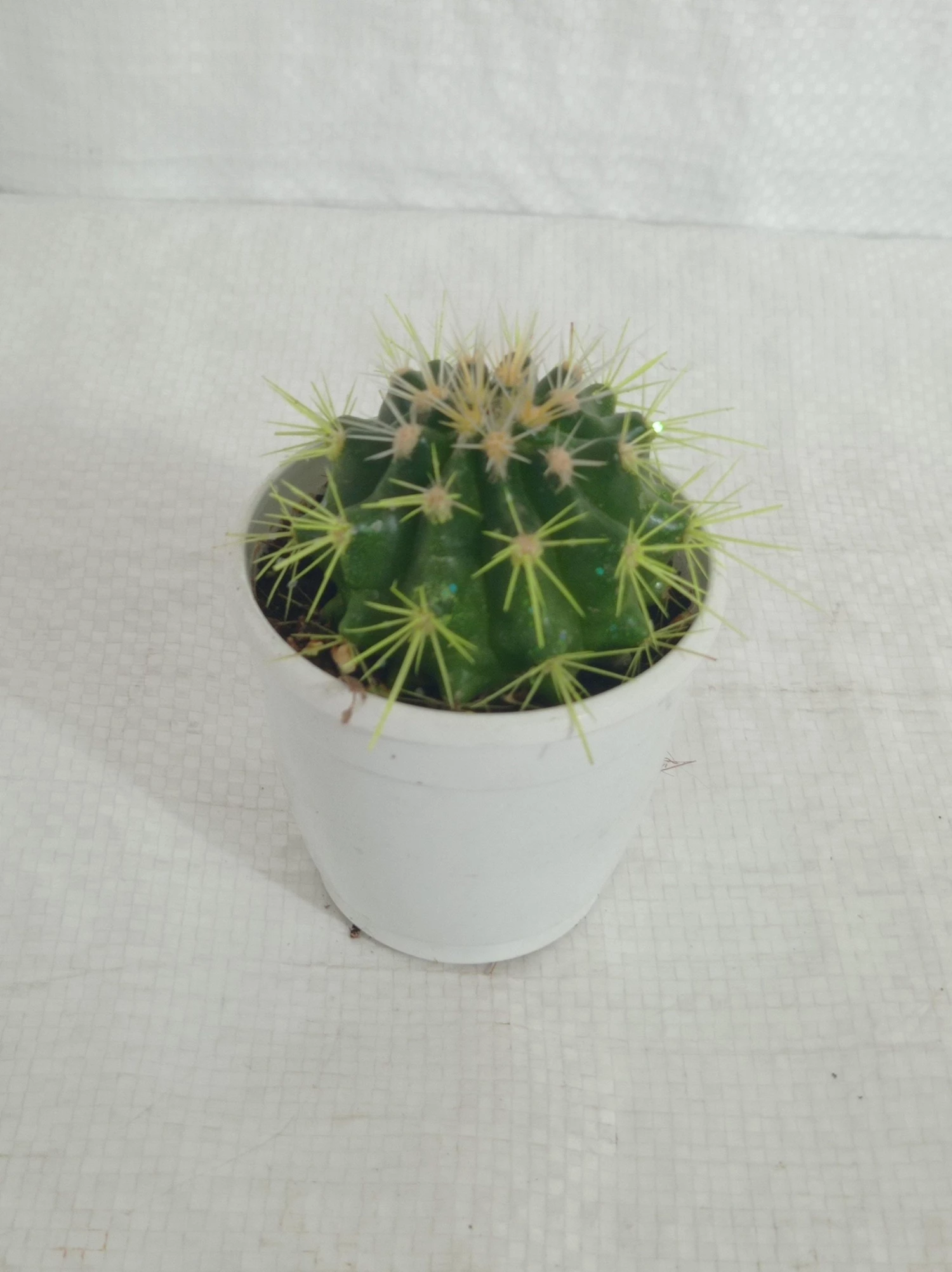 CGASPL Plants Non-Grafted Yellow Cactus 6 CGASPL Plants Non-Grafted Yellow Cactus