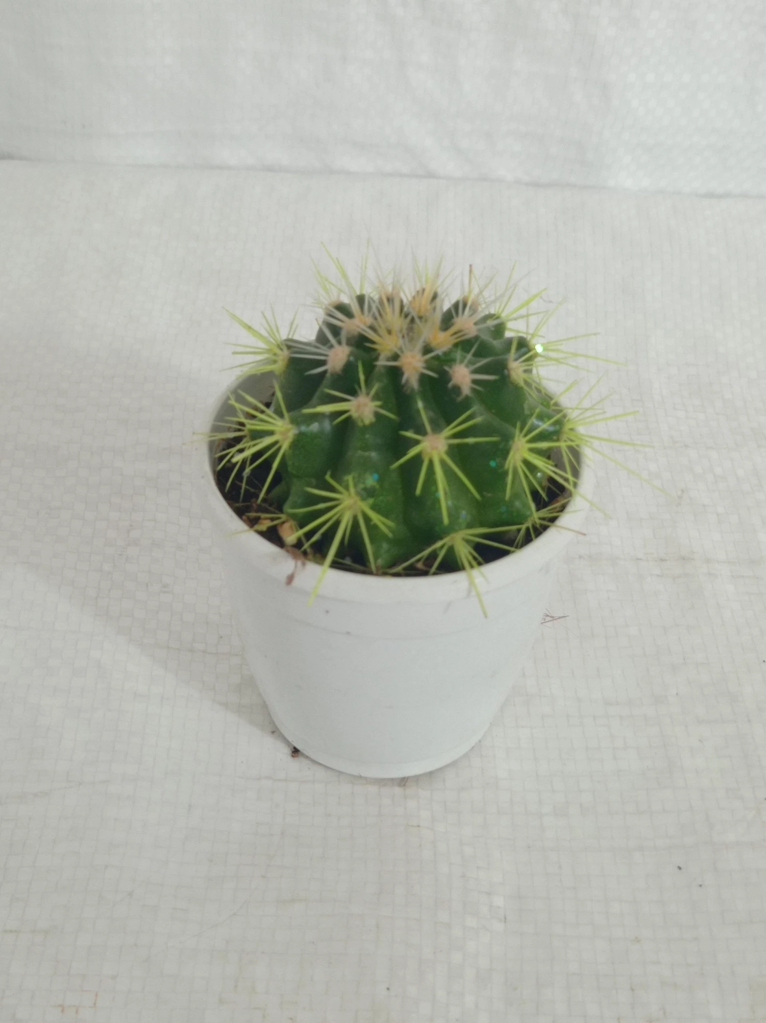 CGASPL Plants Non-Grafted Yellow Cactus 4 CGASPL Plants Non-Grafted Yellow Cactus