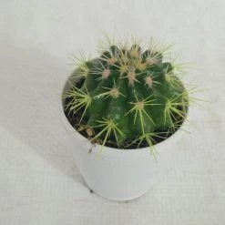 CGASPL Plants Non-Grafted Yellow Cactus 8 CGASPL Plants Non-Grafted Yellow Cactus