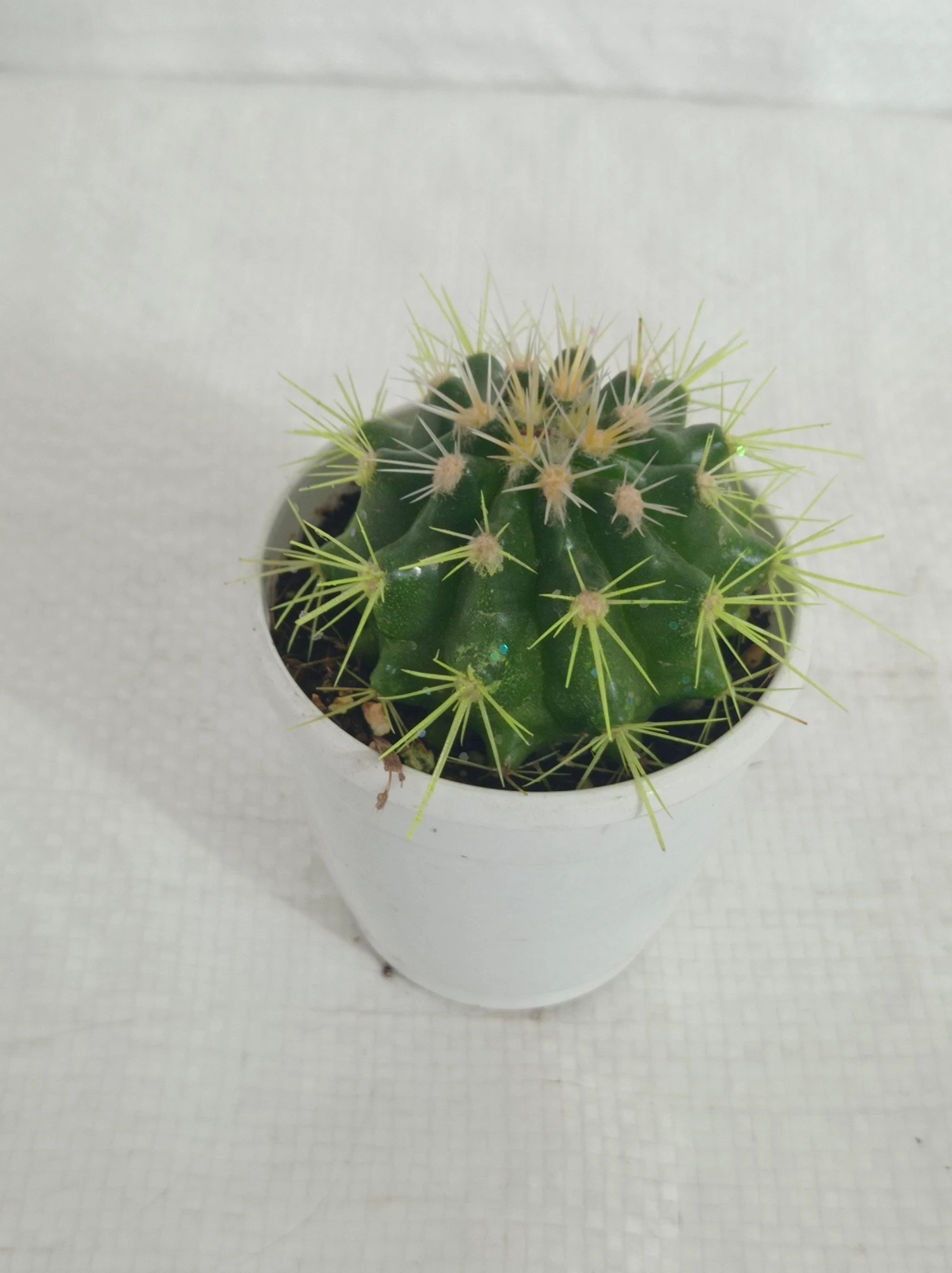 CGASPL Plants Non-Grafted Yellow Cactus 5 CGASPL Plants Non-Grafted Yellow Cactus