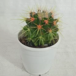 CGASPL Plants Non-Grafted Yellow-Orange Cactus