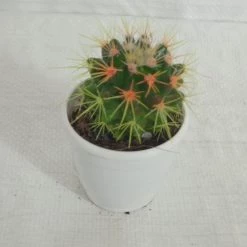 CGASPL Plants Non-Grafted Yellow-Orange Cactus