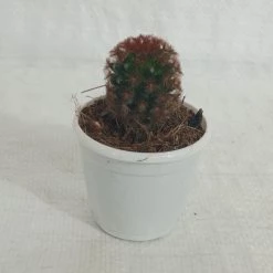 CGASPL Cacti Mammillaria Carmenae Rubrispina Non-Grafted Cactus Plants