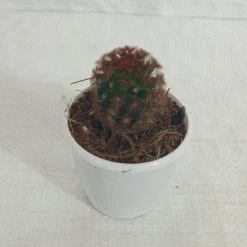 CGASPL Cacti Mammillaria Carmenae Rubrispina Non-Grafted Cactus Plants