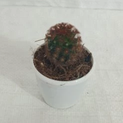 CGASPL Cacti Mammillaria Carmenae Rubrispina Non-Grafted Cactus Plants