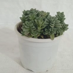 Cactus And Succulents Plants Coleus Coerulescens Succulent Plant