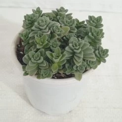 Cactus And Succulents Plants Coleus Coerulescens Succulent Plant