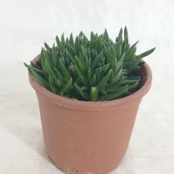 CGASPL Haworthia Pentagona Succulent Plant