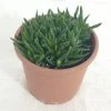 CGASPL Haworthia Pentagona Succulent Plant