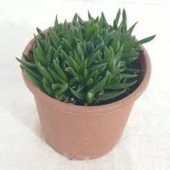 CGASPL Haworthia Pentagona Succulent Plant
