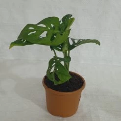CGASPL Monstera Obliqua Green Plant Others