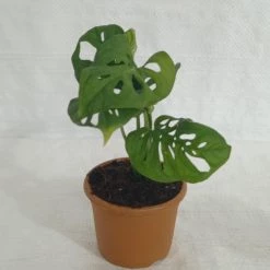 CGASPL Monstera Obliqua Green Plant Others