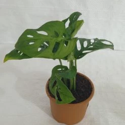 CGASPL Monstera Obliqua Green Plant Others