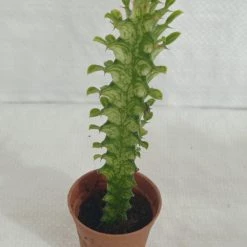 CGASPL Plants Euphorbia Rubra (African Milk Tree) Green Small Succulent