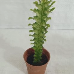 CGASPL Plants Euphorbia Rubra (African Milk Tree) Green Small Succulent