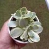 CGASPL Crassula Money Maker Variegated Succulent Plant