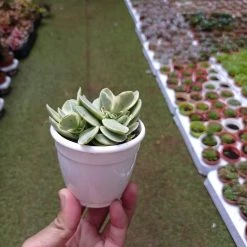 CGASPL Crassula Money Maker Variegated Succulent Plant
