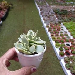 CGASPL Crassula Money Maker Variegated Succulent Plant