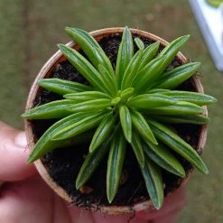 CGASPL Peperomia Dolabriaformis Small Succulent Plant