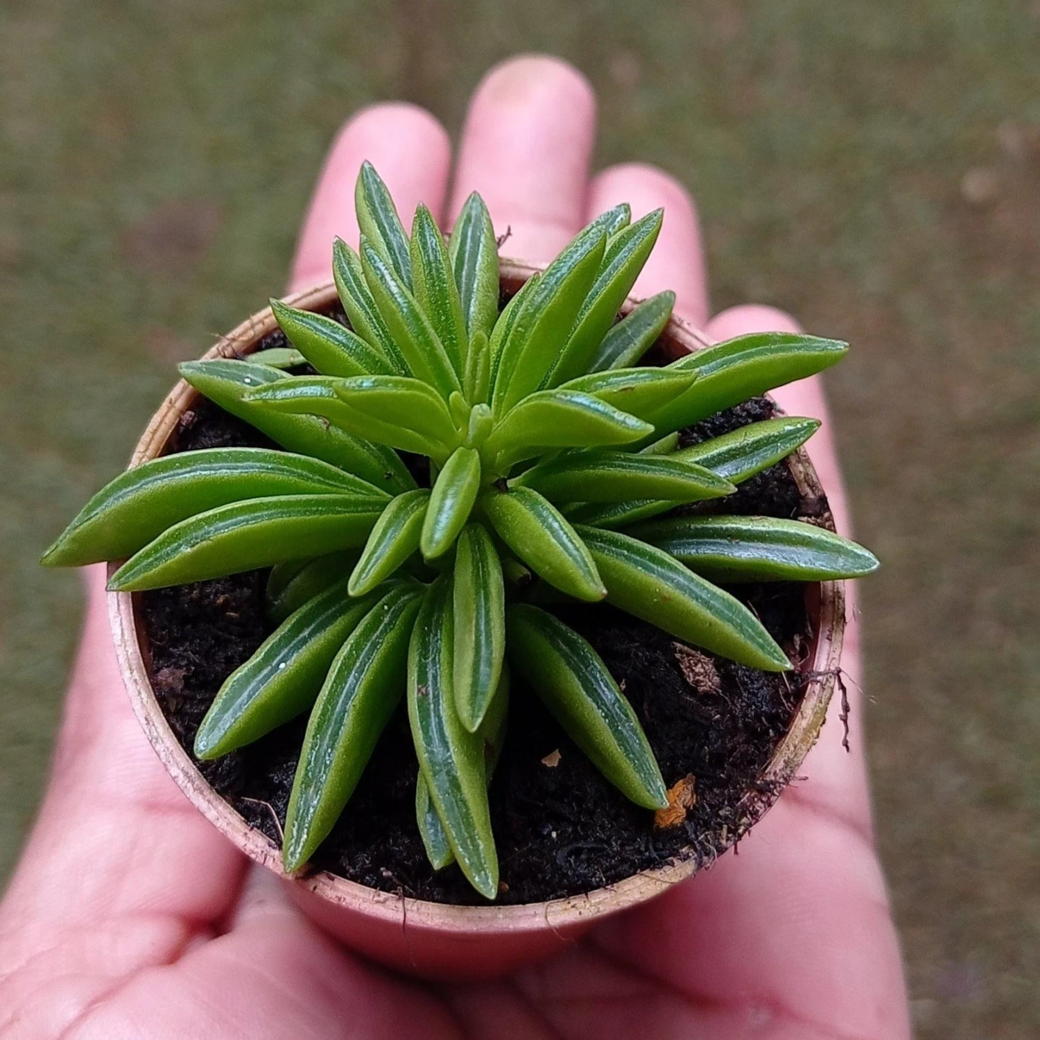 CGASPL Peperomia Dolabriaformis Small Succulent Plant 4 CGASPL Peperomia Dolabriaformis Small Succulent Plant