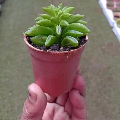 CGASPL Peperomia Dolabriaformis Small Succulent Plant 7 CGASPL Peperomia Dolabriaformis Small Succulent Plant