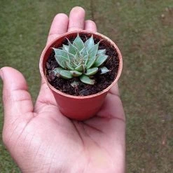 CGASPL Graptopetalum Filiferum Small Succulent Plant Plants