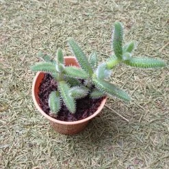 CGASPL Delosperma Pruinosum Small Succulent Plant
