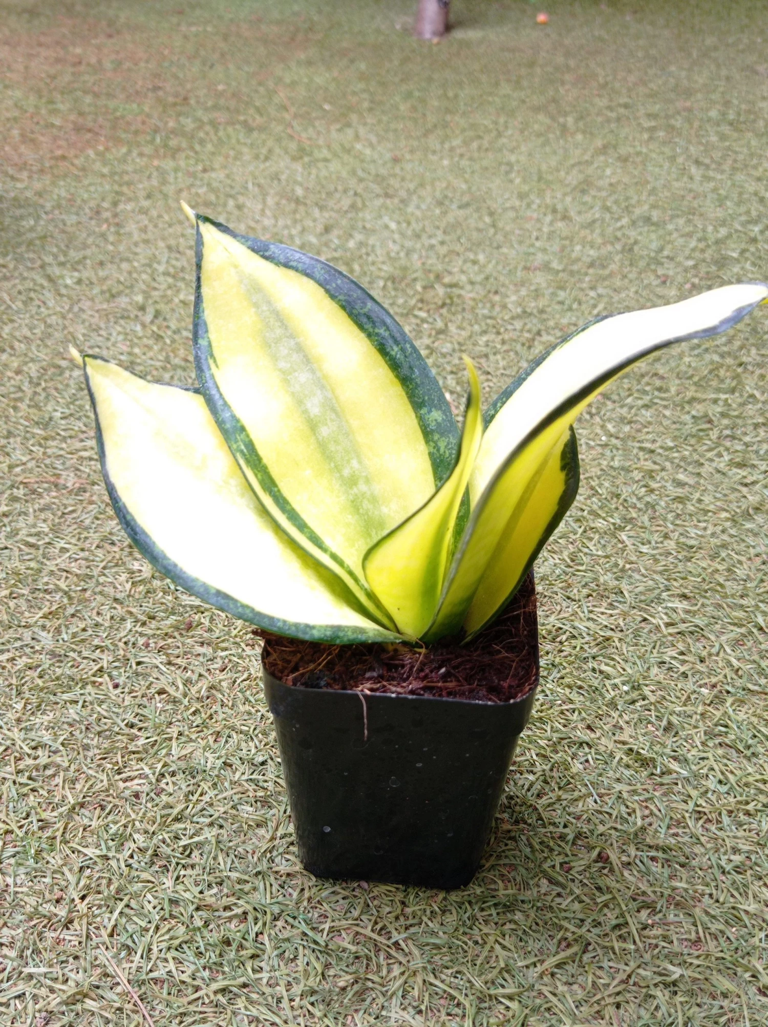 CGASPL Sansevieria Trifascia Hahni Solid Gold Plant Plants 4 CGASPL Sansevieria Trifascia Hahni Solid Gold Plant Plants