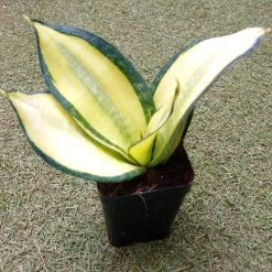 CGASPL Sansevieria Trifascia Hahni Solid Gold Plant Plants