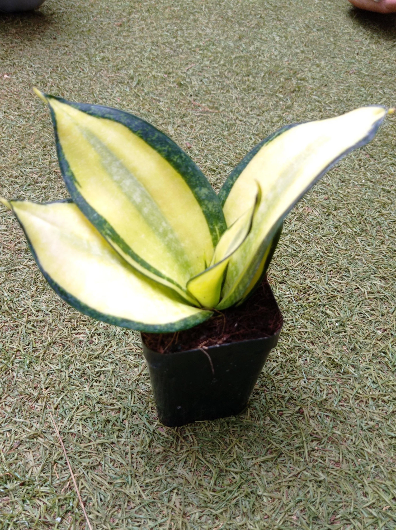CGASPL Sansevieria Trifascia Hahni Solid Gold Plant Plants 3 CGASPL Sansevieria Trifascia Hahni Solid Gold Plant Plants