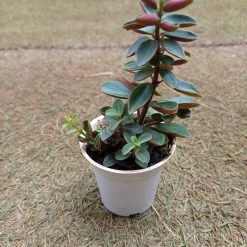 CGASPL Plants Peperomia Rubella Small Succulent Plant