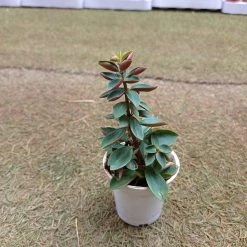 CGASPL Plants Peperomia Rubella Small Succulent Plant