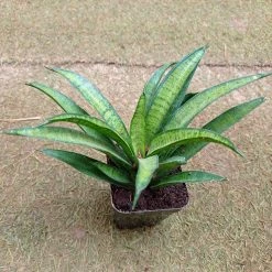 CGASPL Sansevieria Hybria Lilliput Plant 8 CGASPL Sansevieria Hybria Lilliput Plant
